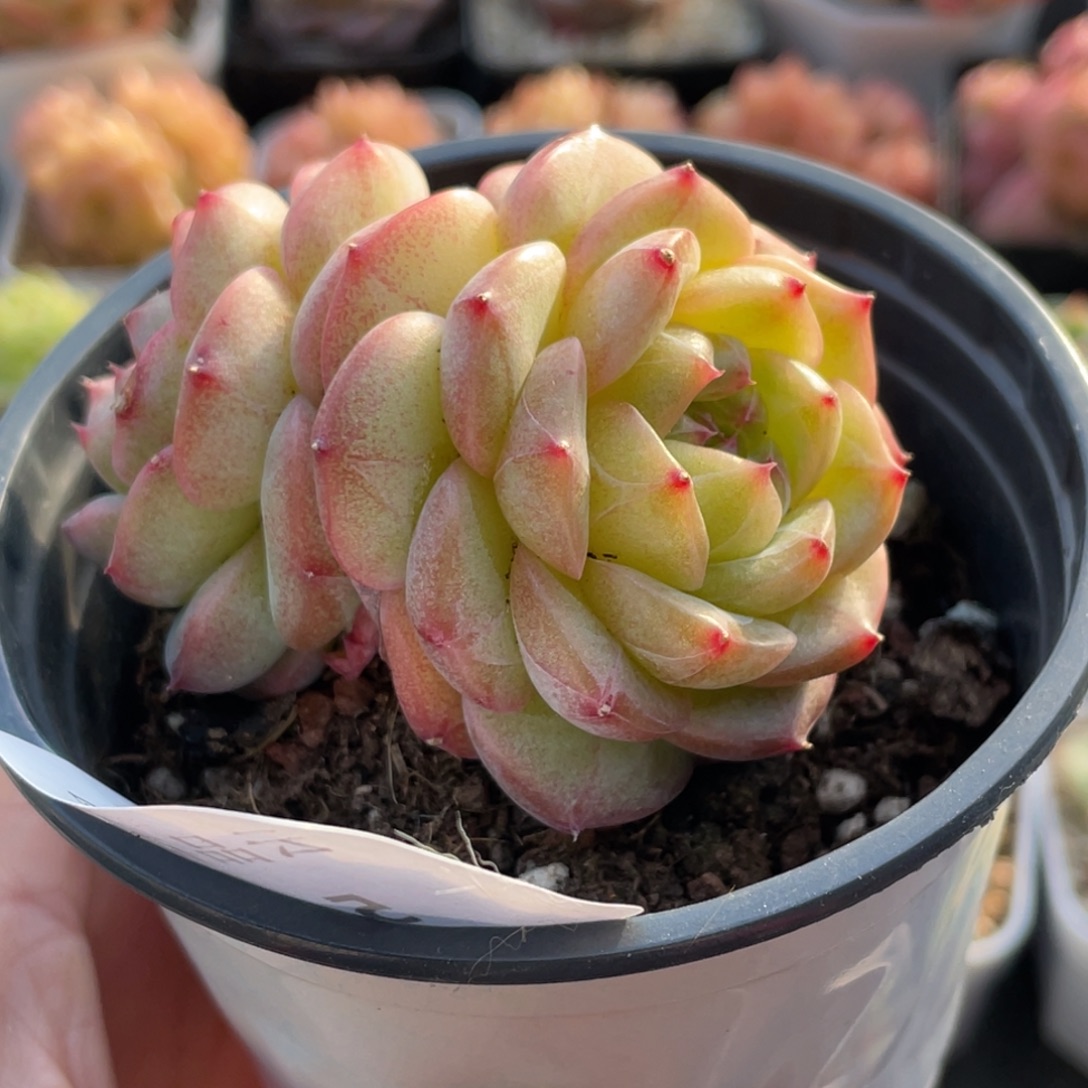 ꒰***꒱540号糖心冰心珍妮 罗浮宫