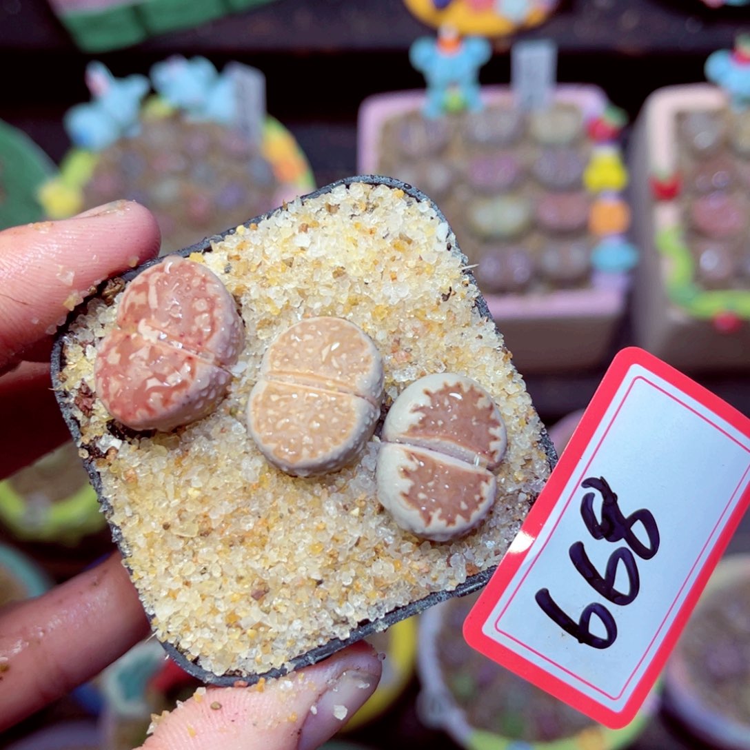 668生石花带盆发1