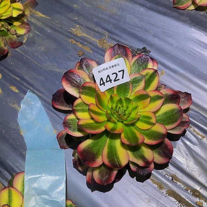 4427火狐多肉植物