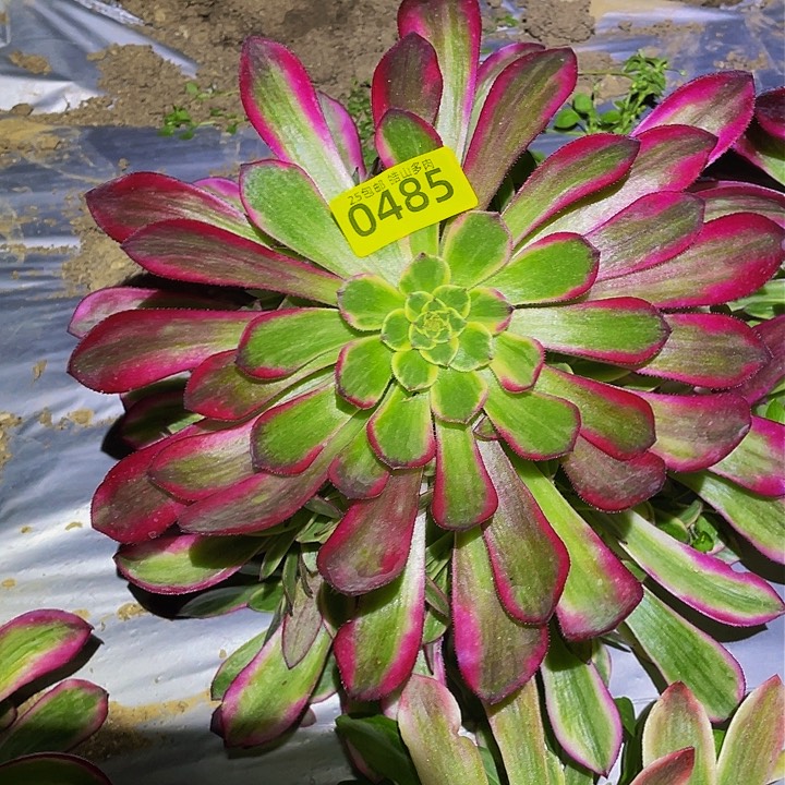 0485琉璃女神多肉植物