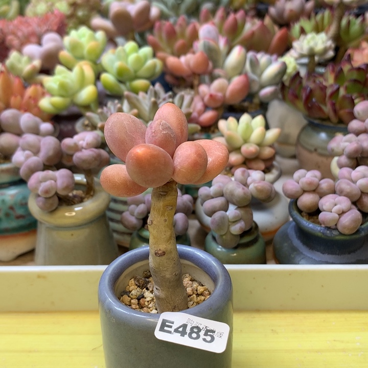 E485一物一拍带盆发