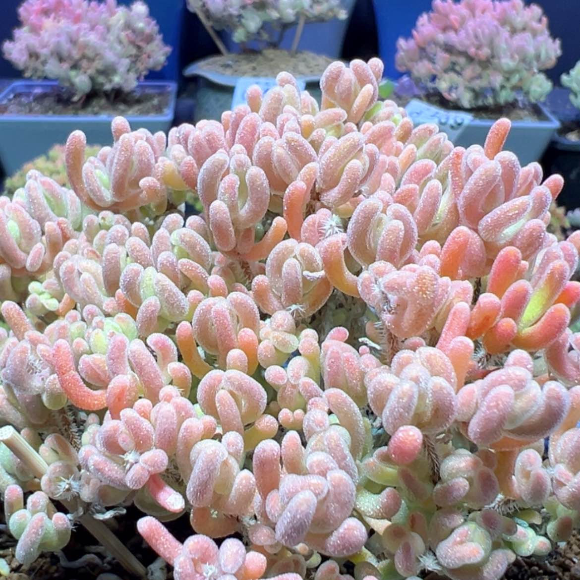 【闪购商品】d512老桩橙叶锦枝干番杏