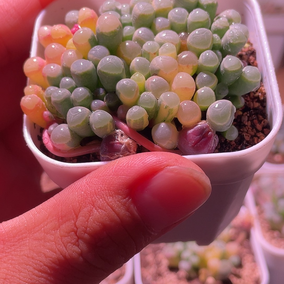 虞***人五十玲玉锦特价包邮
