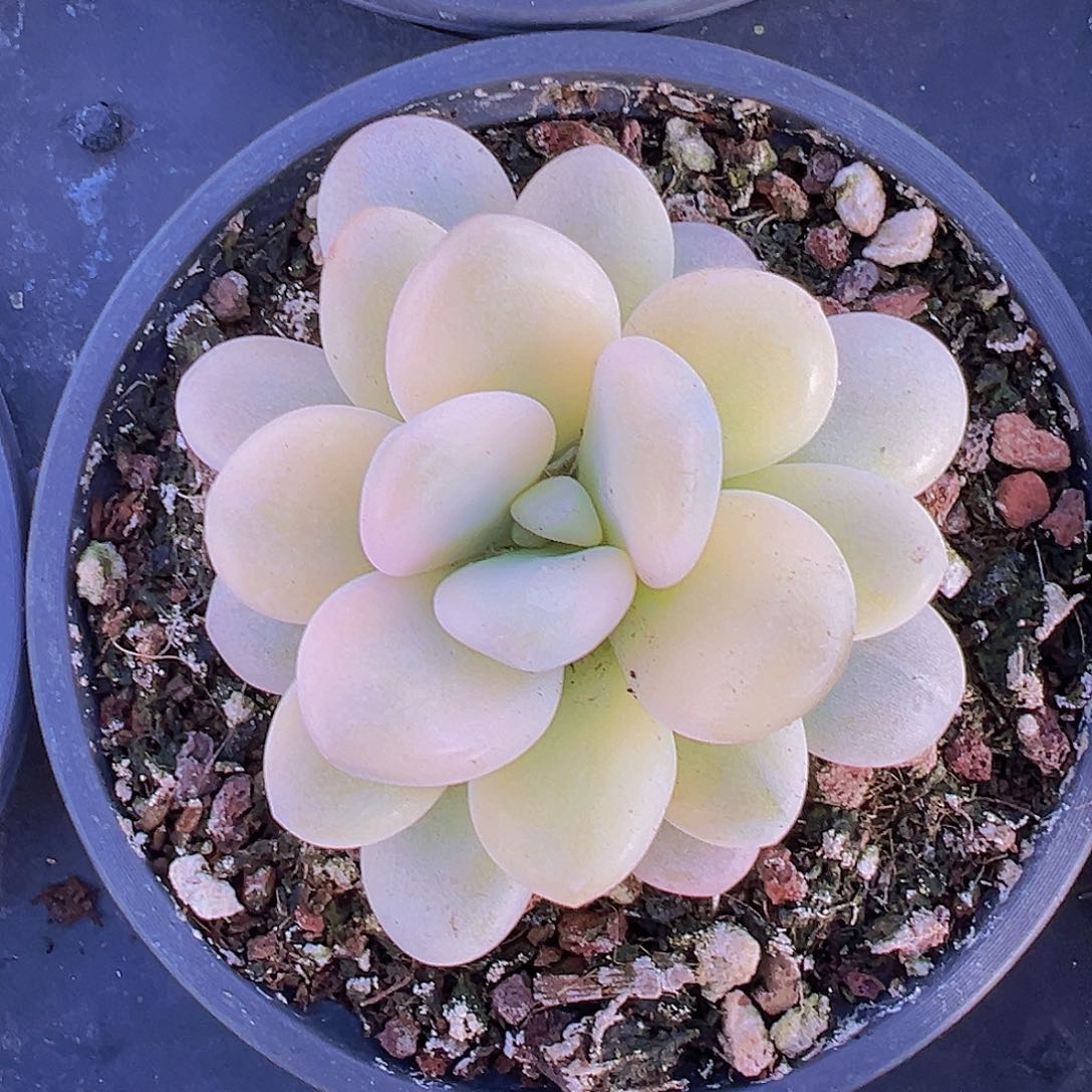 洛神锦19包邮多肉植物