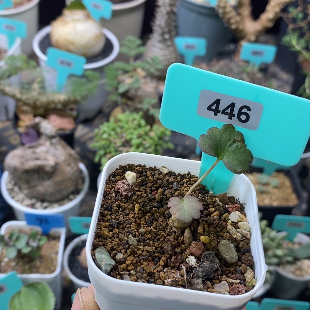肾叶杨奎多肉植物