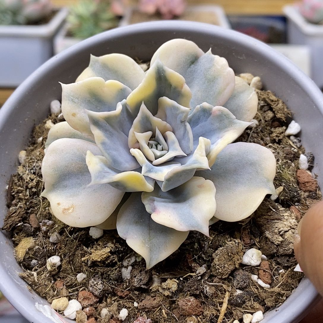 13187 丽娜莲锦多肉