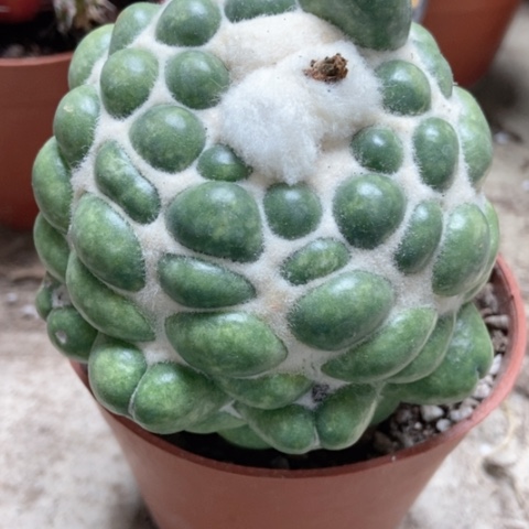 30仙人球象牙仙人球