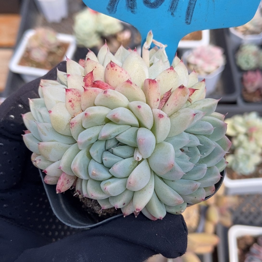 011如梦令多肉植物保护