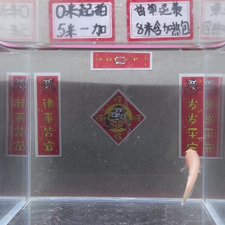 斗鱼泰国斗鱼母鱼混养不分公母