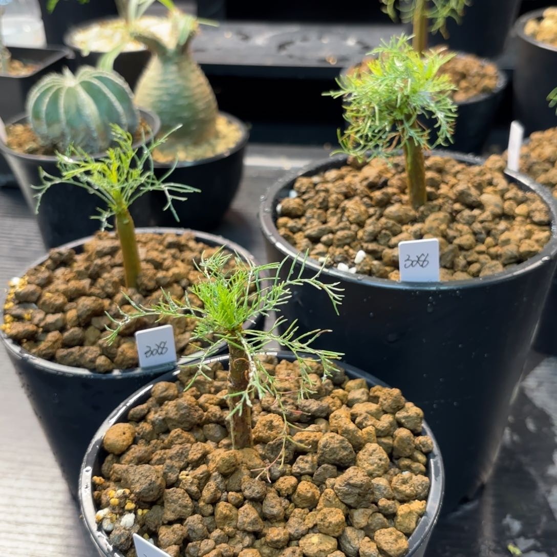 木  针叶没药十二骑士