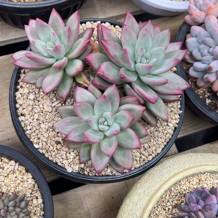 赫本露丝 夏鸣园艺