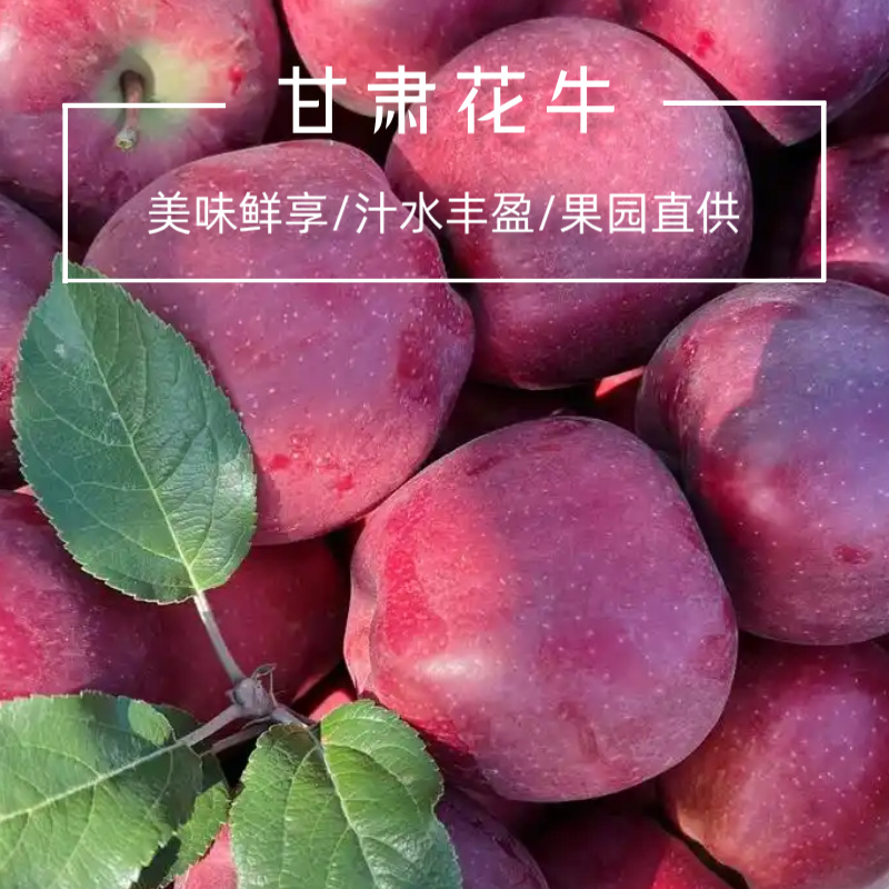 【甘肃花牛】美味鲜享汁水丰盈果香醇厚果园产地直发