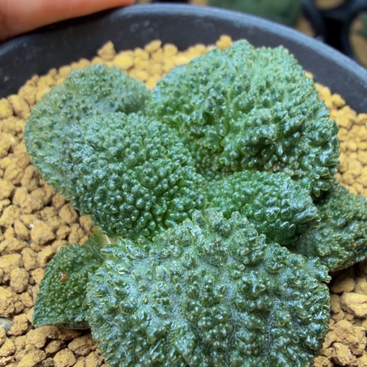 特圆特细腻颗粒超级哥斯拉