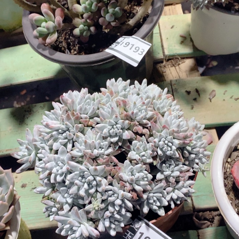 【闪购商品】白菊19195