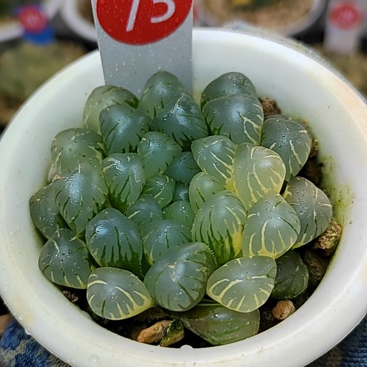 73号非组大窗冰灯 6厘米左右一物一拍带盆