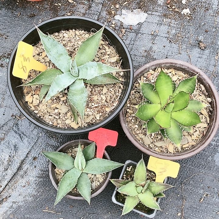 【闪购商品】无花朵龙舌兰蒙塔娜