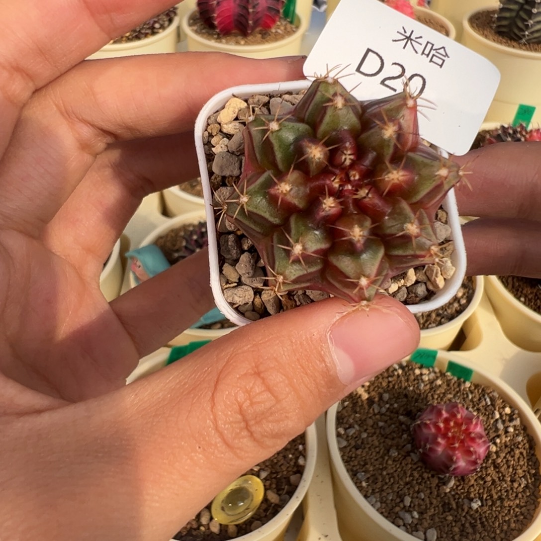 20 好看的米哈冲冲冲