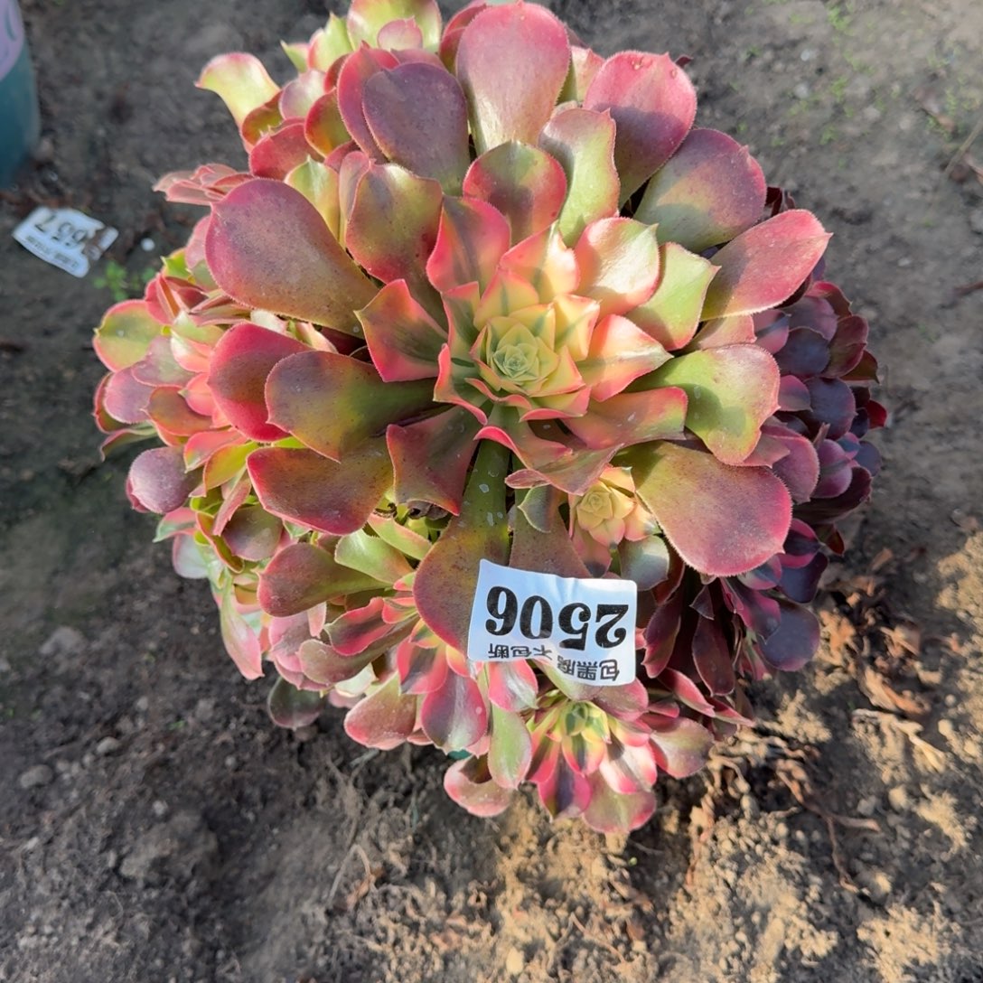 法师香妃2506 18-20