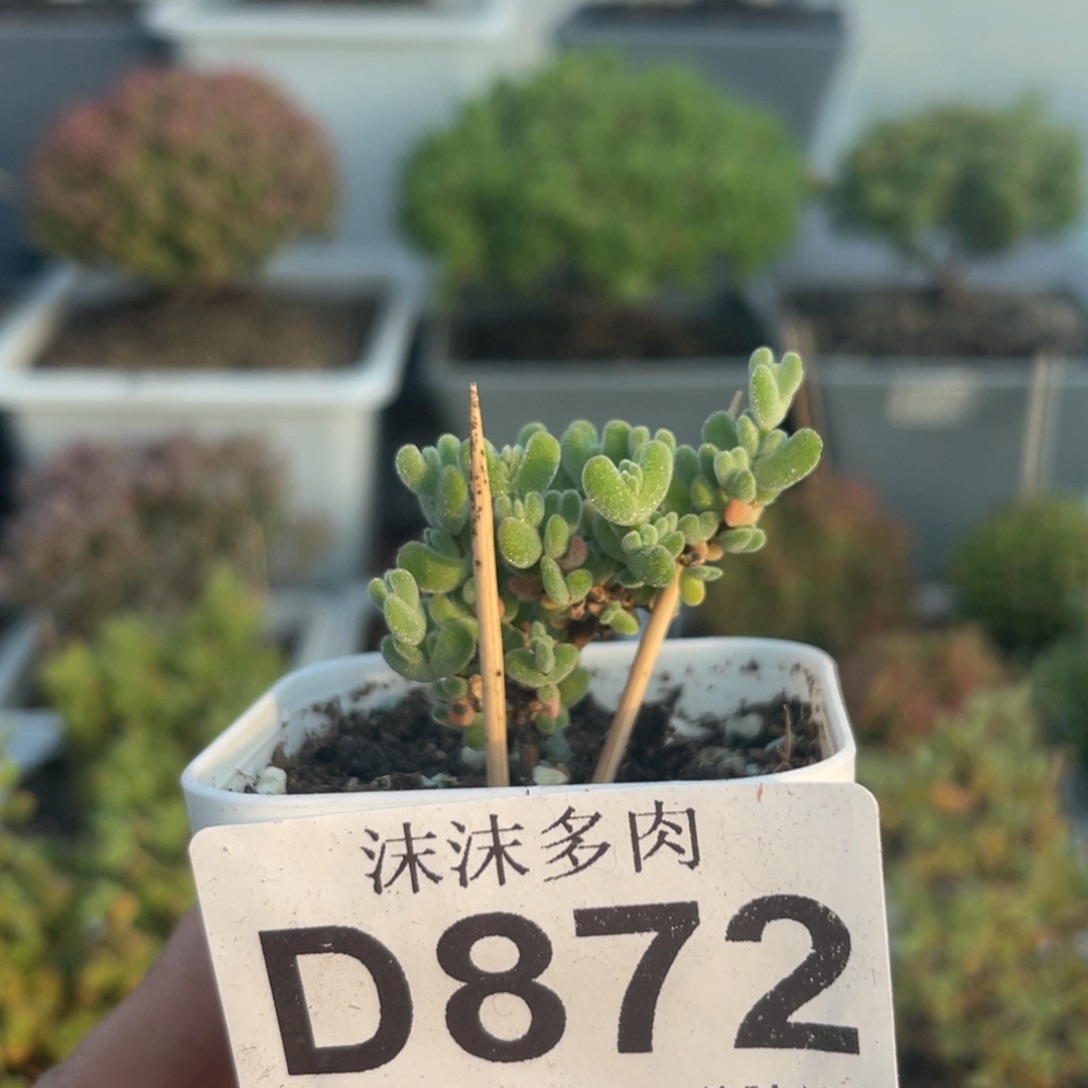 872莱斯枝干番杏