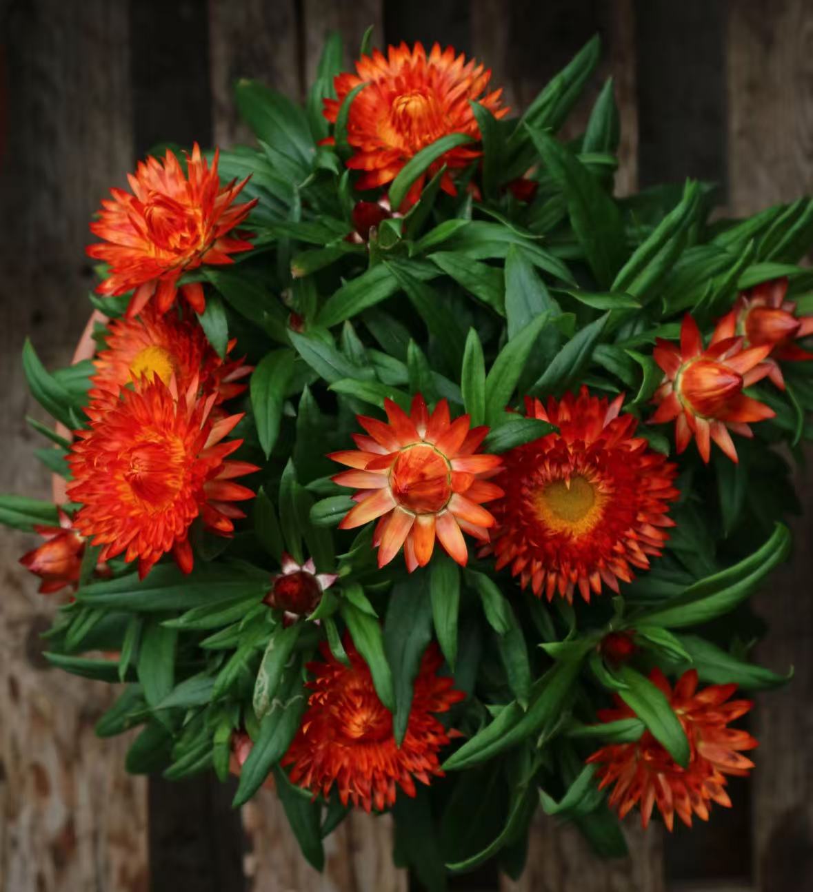 【李先生】红色！麦秆菊盆栽多年生易爆花喜阳植物新手易养护