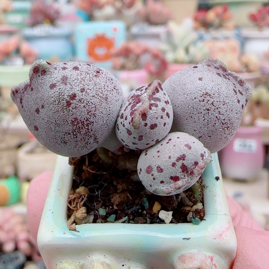 稀有白猫 盆口2.5cm