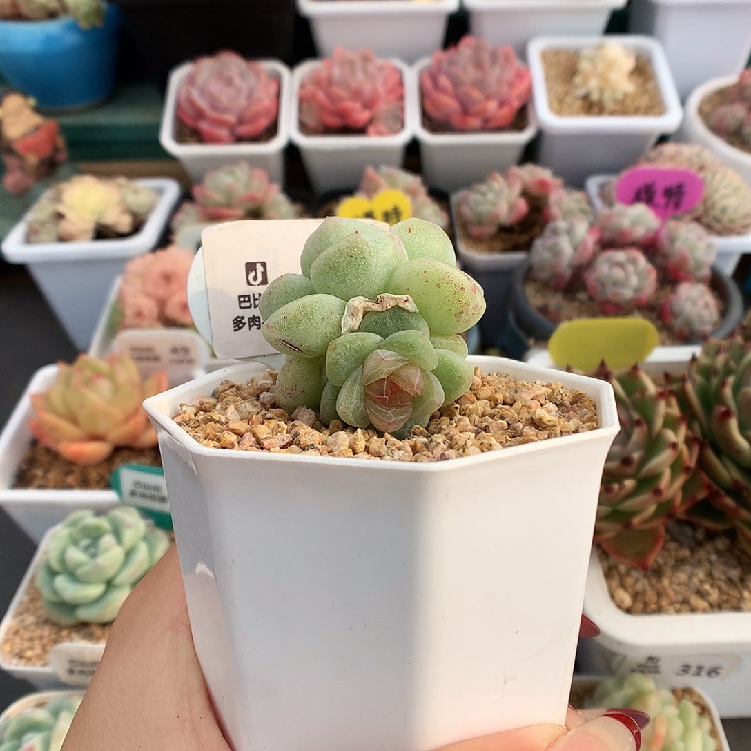 738双头冰玉石化多肉植物