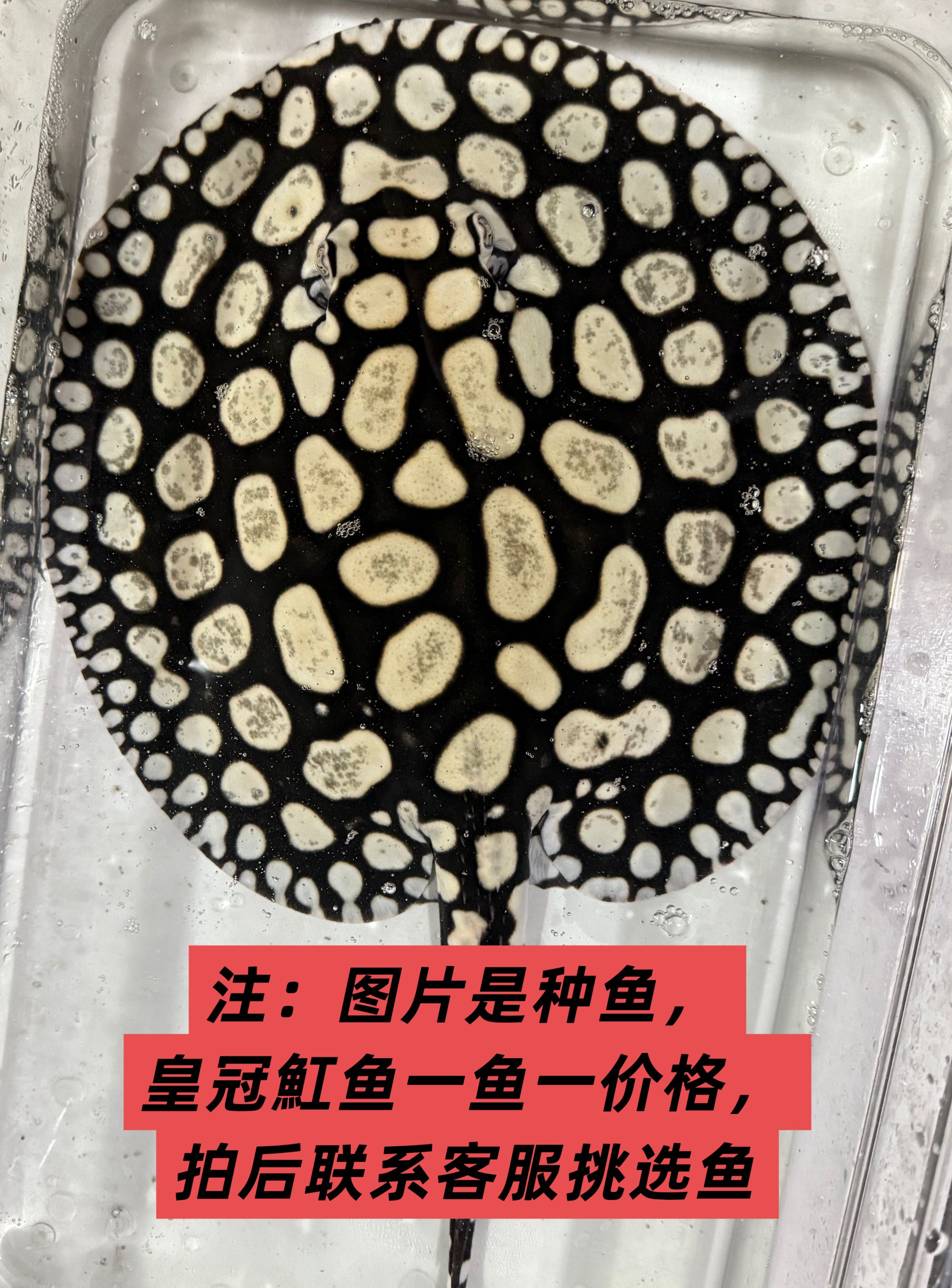 男神黑白皇冠魟鱼热带淡水鱼大型观赏鱼顺丰包邮包损
