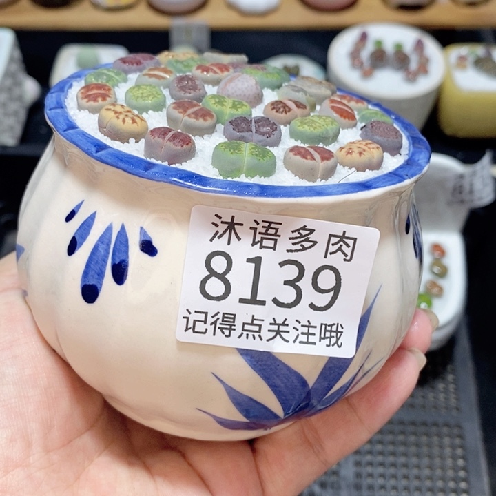 带盆土植物 精美盆栽8139