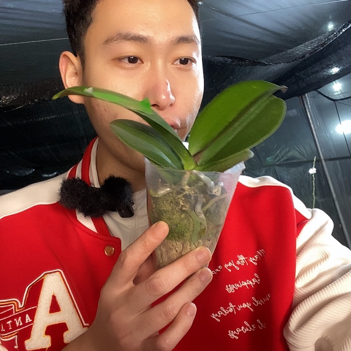 无花朵罗马蝴蝶兰