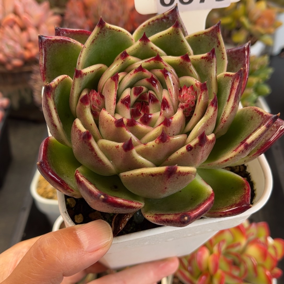 多肉植物0679 满30包邮