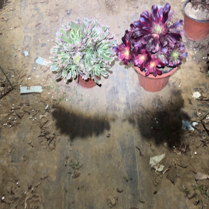 一单包邮不包侧枝41