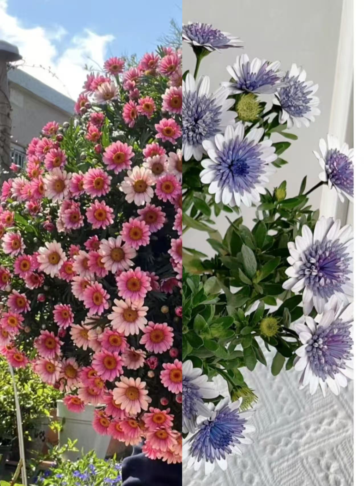 【两盆装】【蓝目菊+可爱粉】盆栽丛生庭院植物清香新手易养护