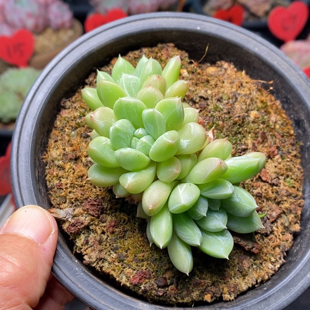 精品多肉一物一拍不包整75