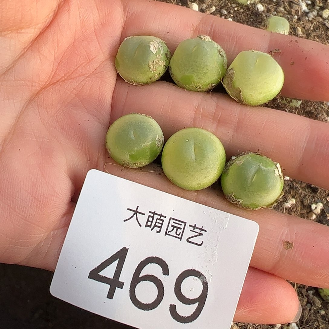 量拍以下2颗。  46 