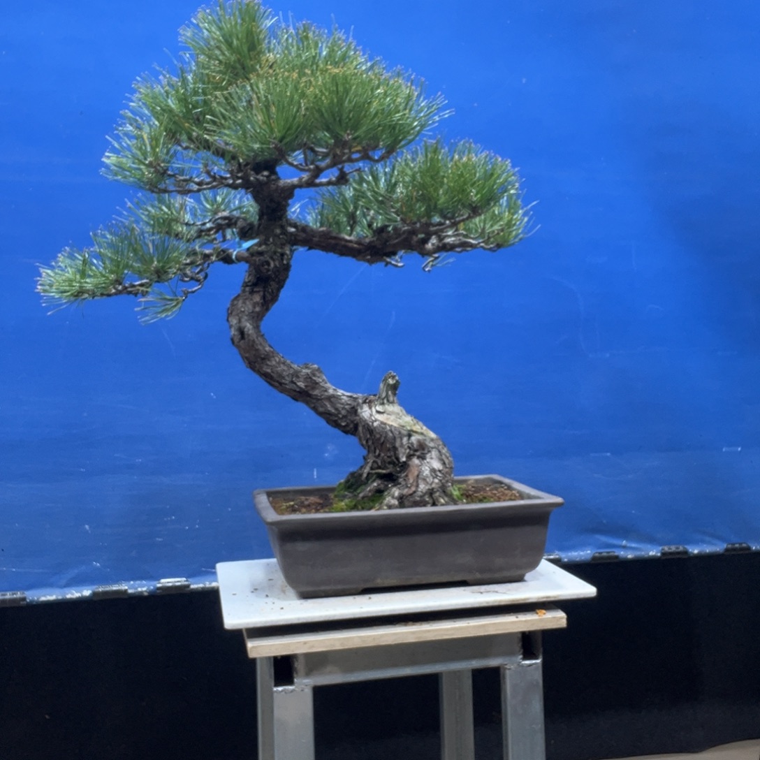 无花朵8888888888888