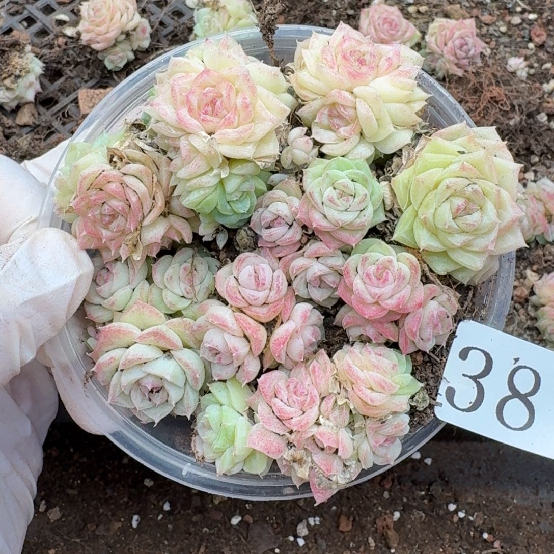 多肉植物多肉植物38