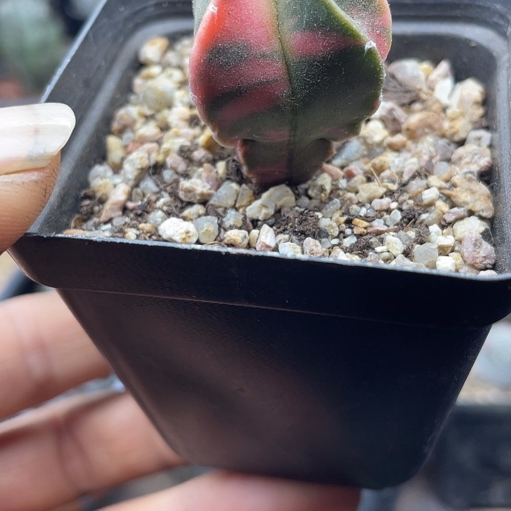 实生鸾凤玉锦一颗包邮