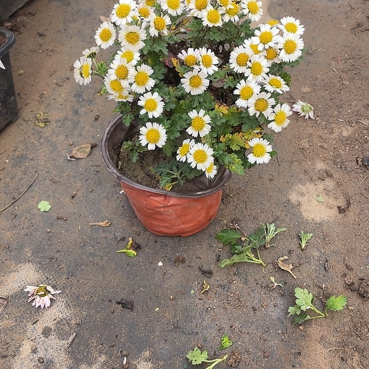 走***丘30菊花菊花菊花菊花菊花好