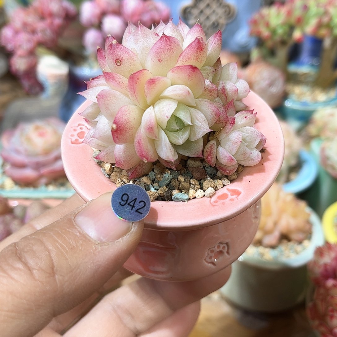 超级潘多拉942 含盆含土发货 30包邮偏远除外