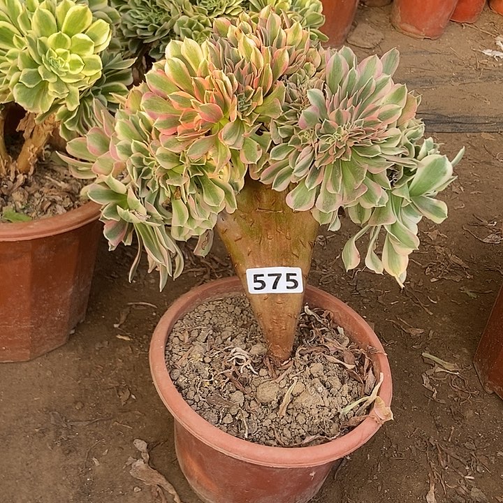 575粉女郎老庄缀化特价