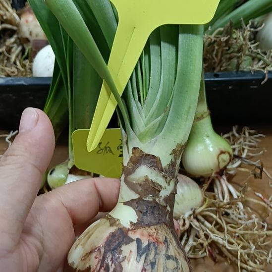 无花朵雏鹤5+裸球发货