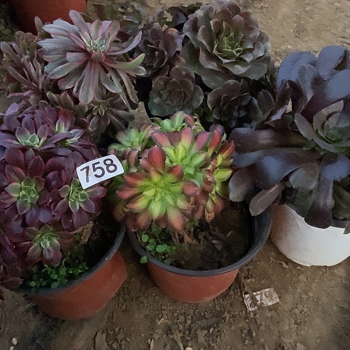 五颗多肉老桩特价不包断758