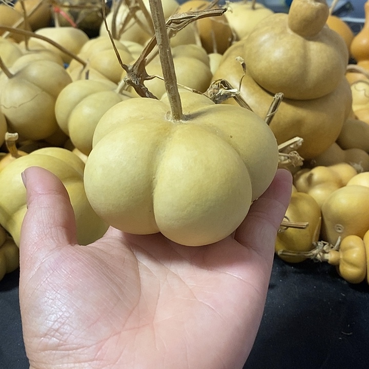 老***带葫芦的颜色很好看