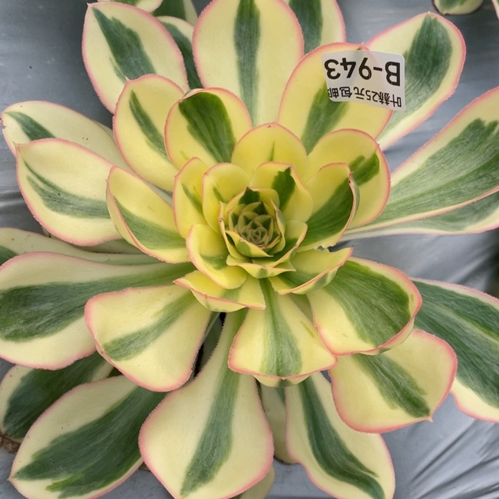 943艳资多肉12345678