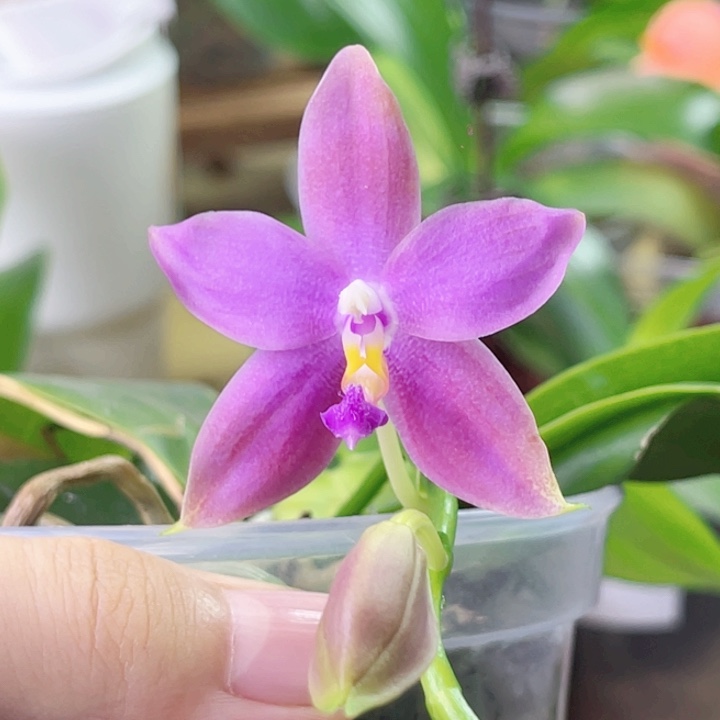 完全开放美C-魔法泡芙平替-2254