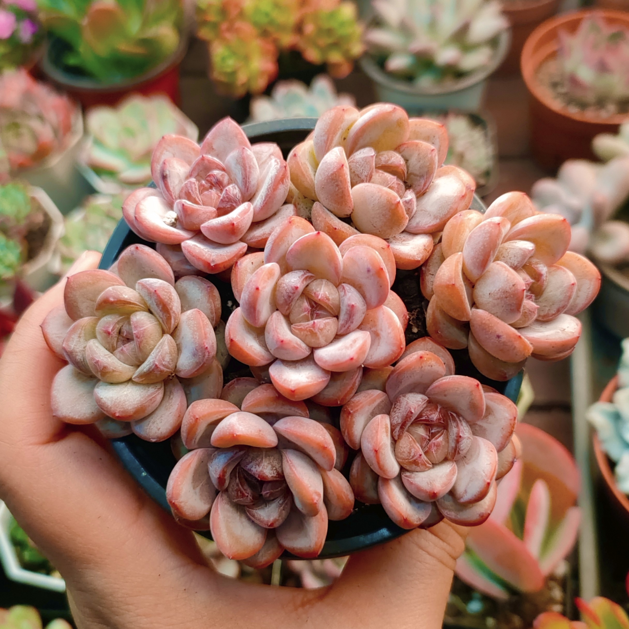 【满 9.9 包邮】粉笔多肉  脱土  拍一发七 单颗3cm以直播间为准