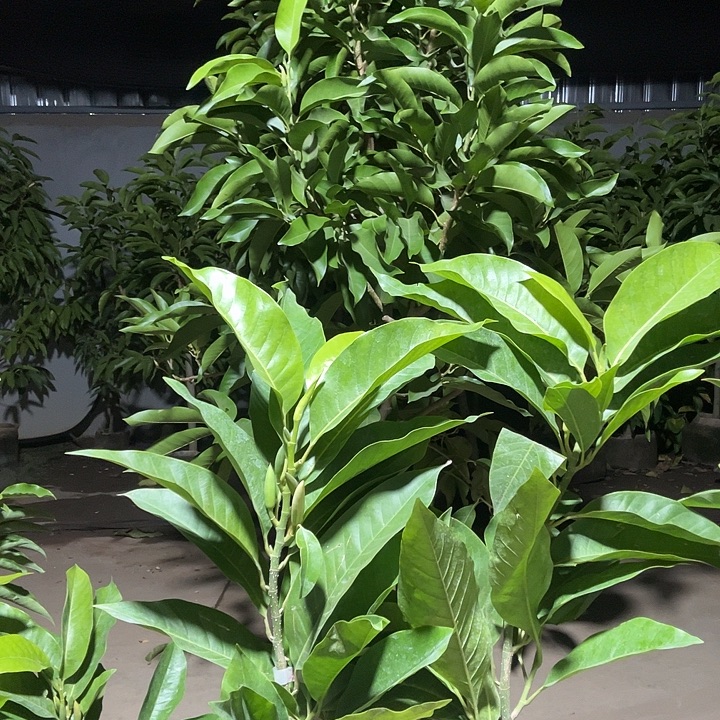 完全开放白兰花两颗