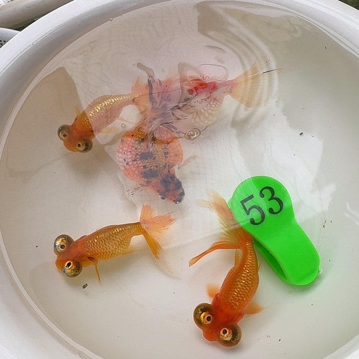金鱼包邮包活到家