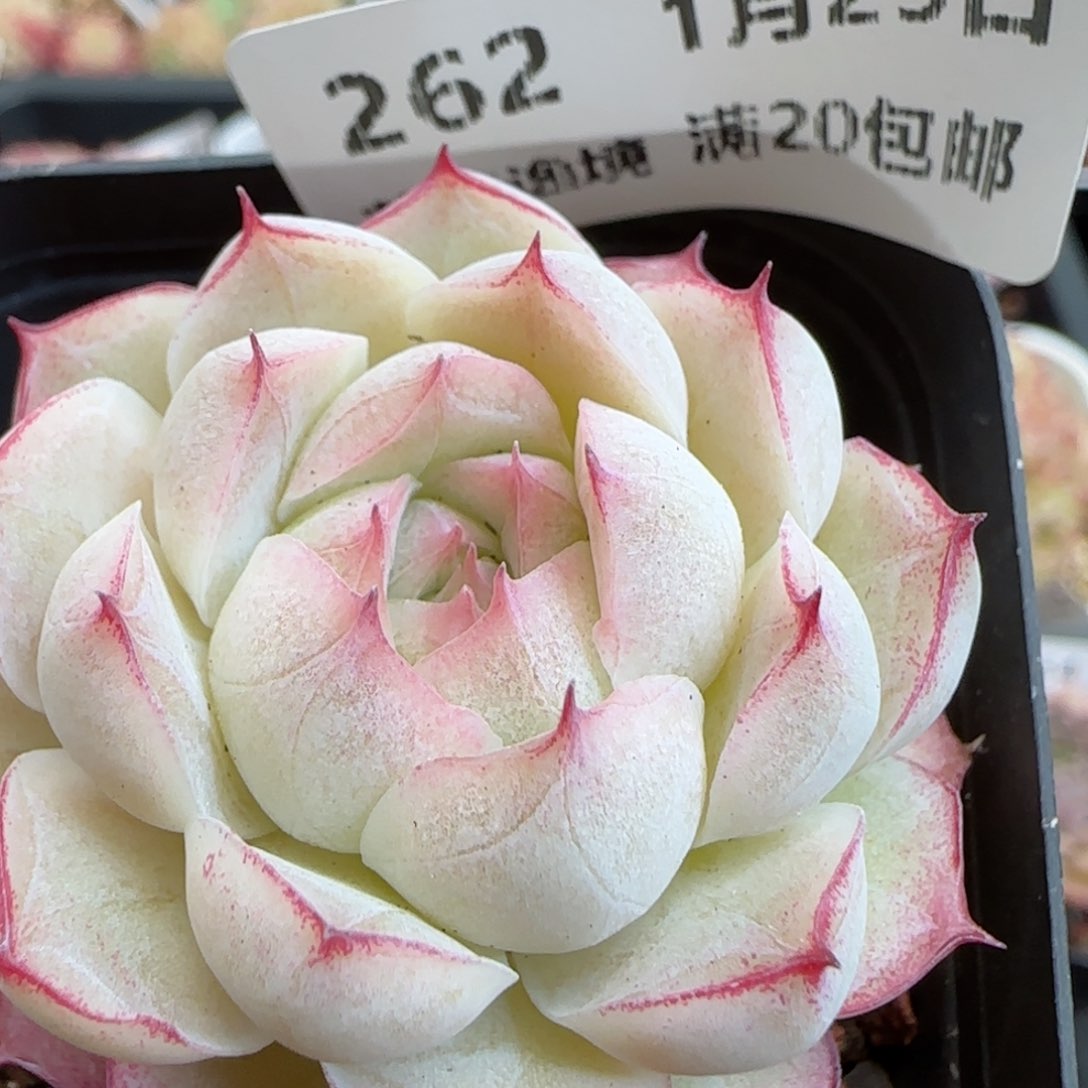 花语逸镜0125-262女王