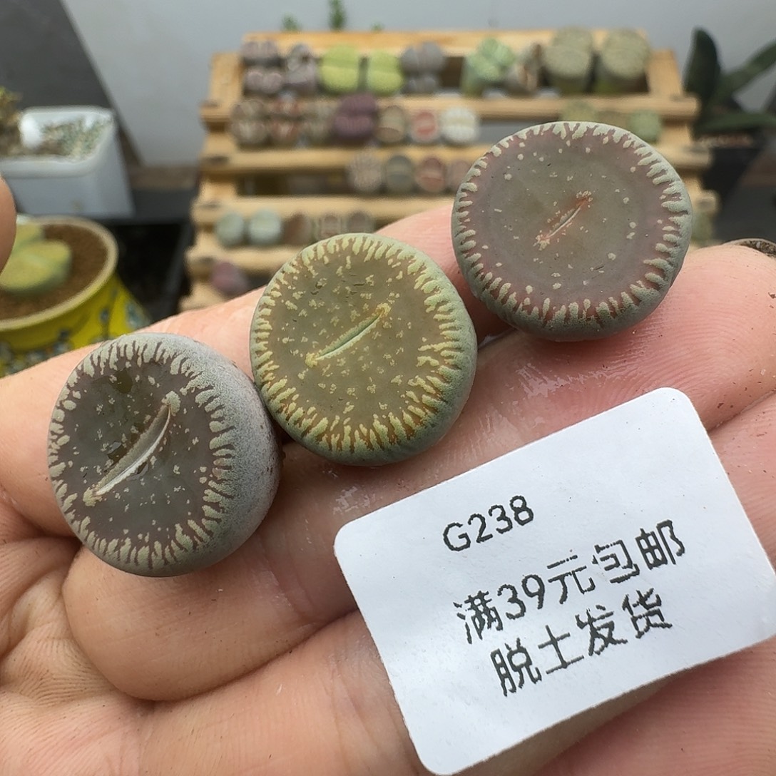 238多肉哈哈哈哈哈哈吧